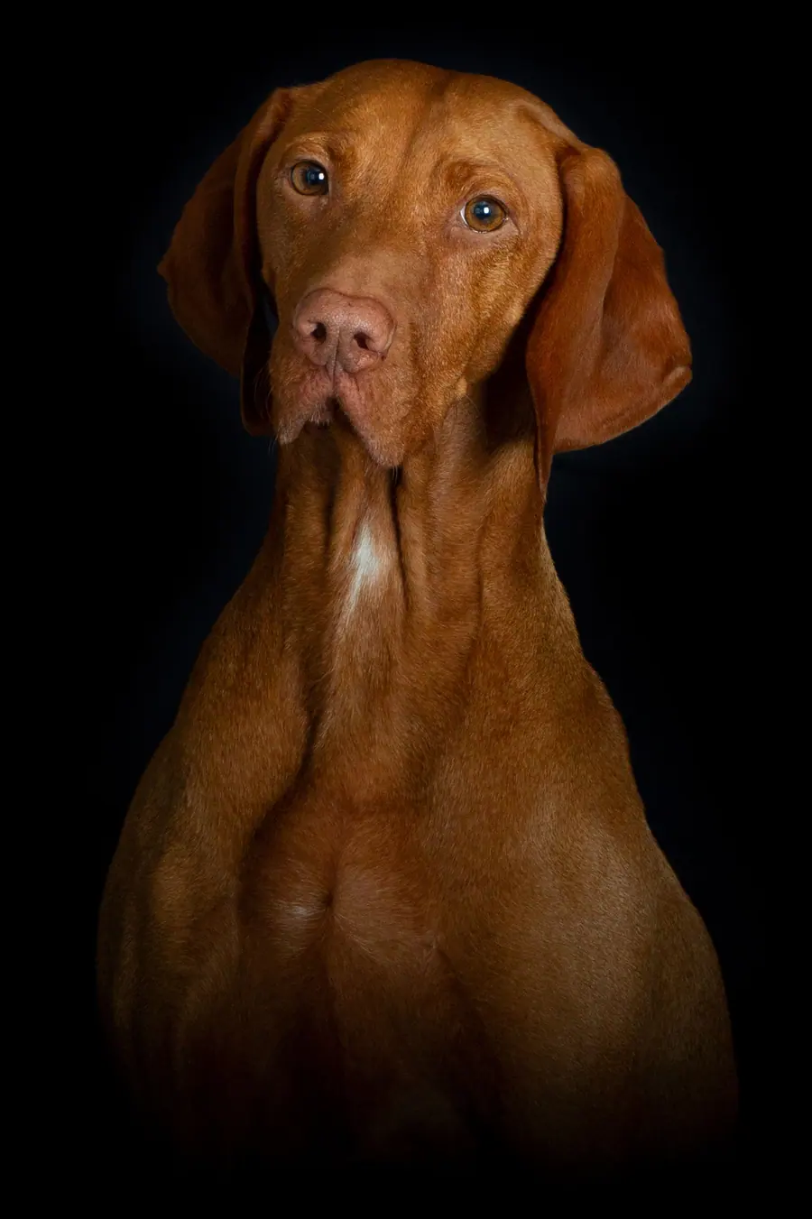 Hond met roodbruine vacht op een zwarte achtergrond