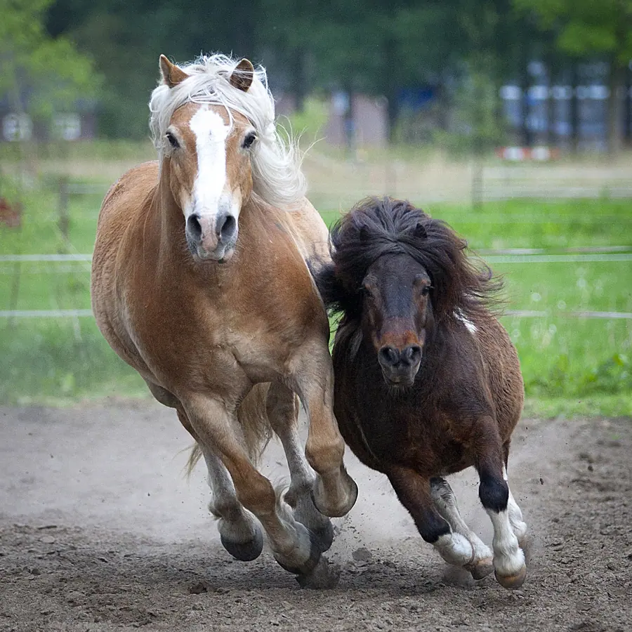 Twee pony's in galop