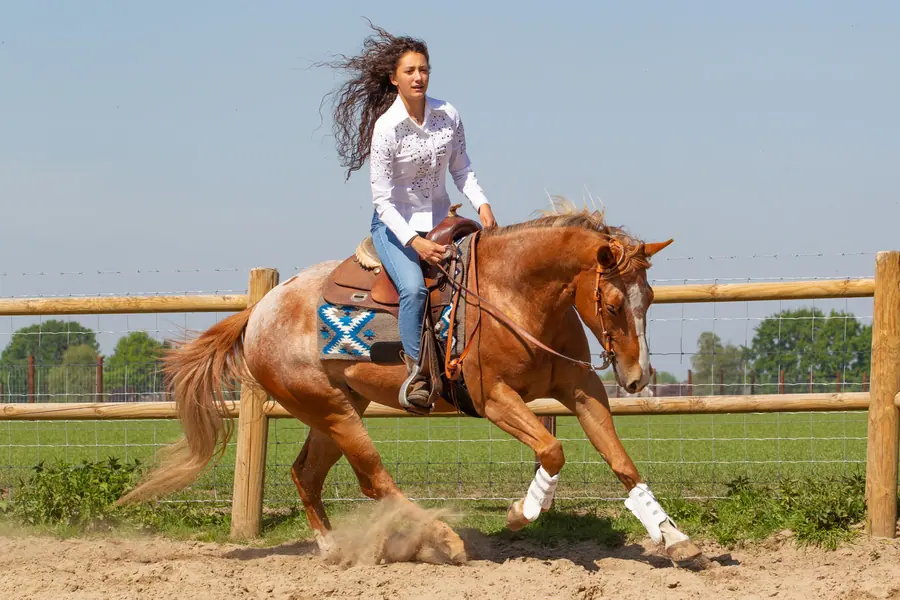 Ruiter op een roodbruin paard bij een houten hek