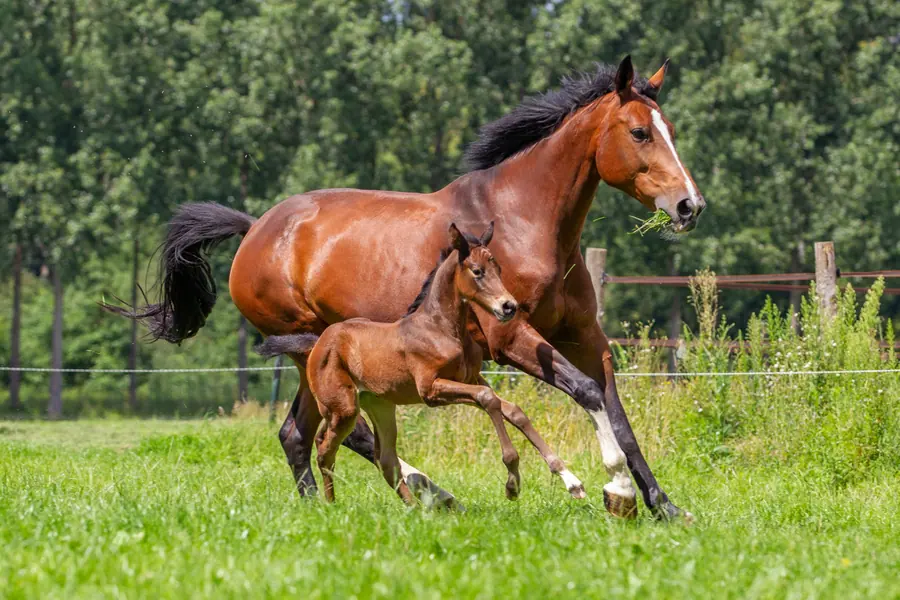 Merrie met veulen in de wei
