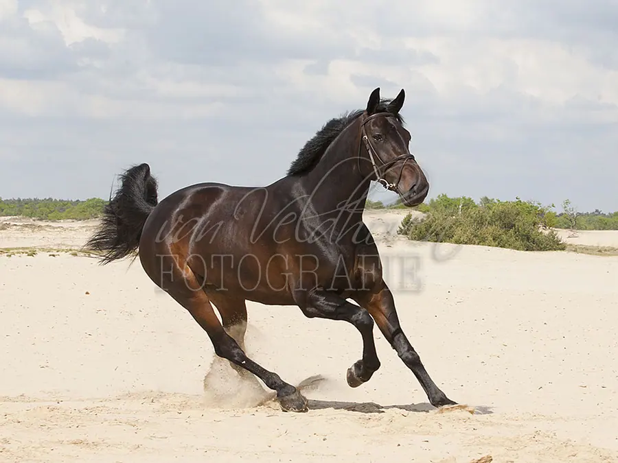 Paard galoppeert door het zand