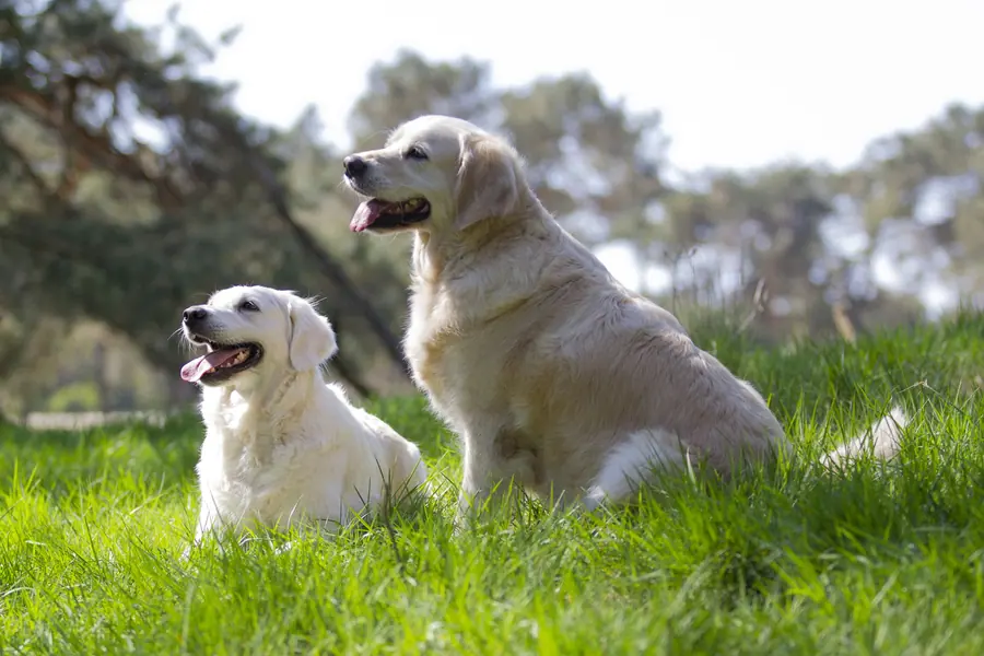 Twee honden in het gras