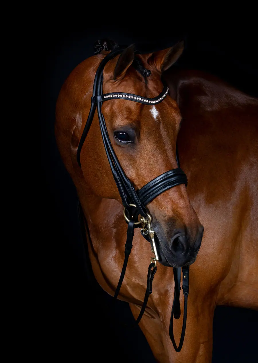 Paard met hoofdstel op een zwarte achtergrond