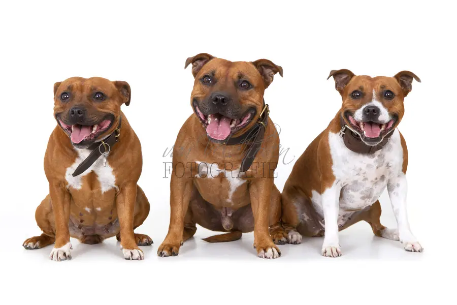 Drie honden zittend op een witte achtergrond