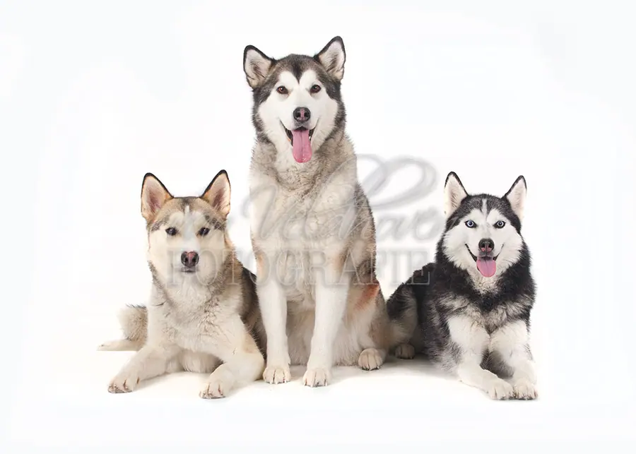 Drie honden naast elkaar op wit