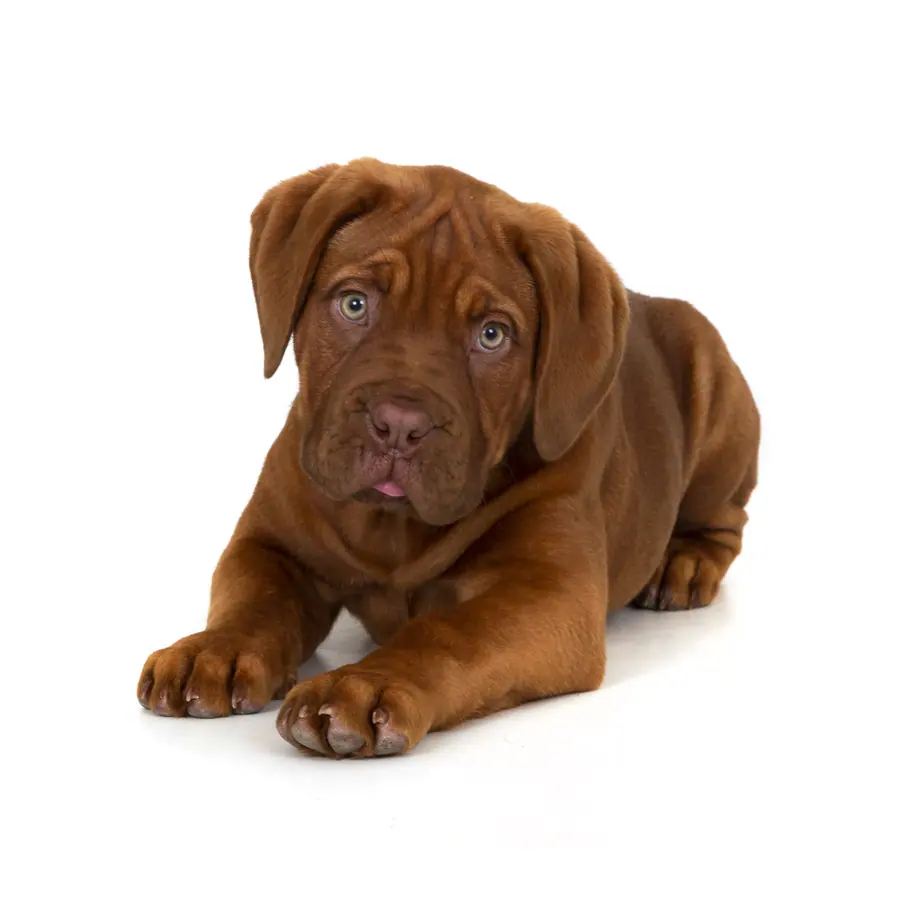 Pup liggend op wit