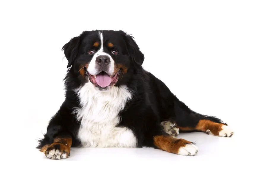 Berner sennenhond liggend