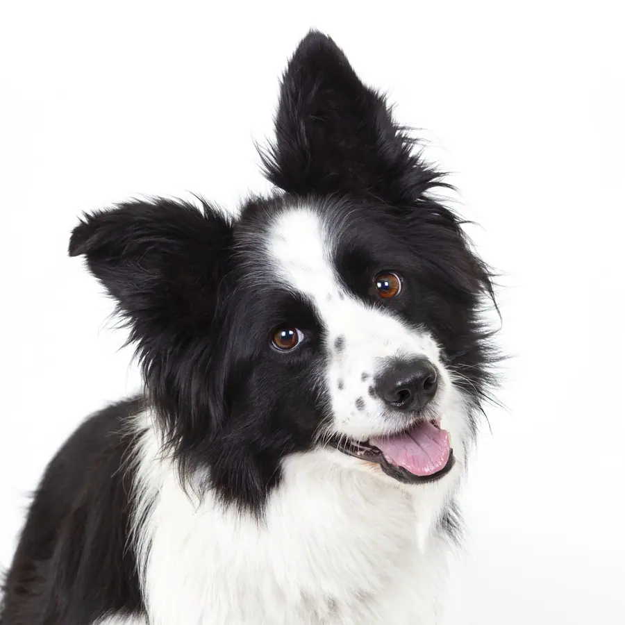 Zwart-witte hond die schuin omhoog kijkt