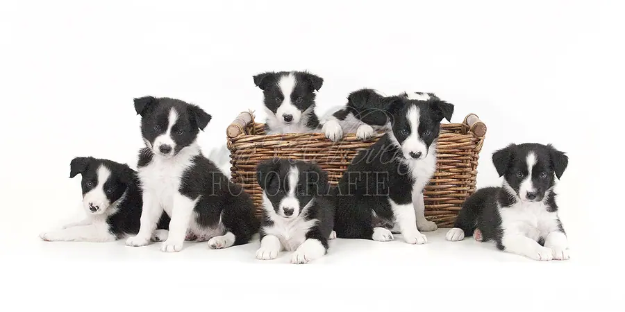 Pups in een mand