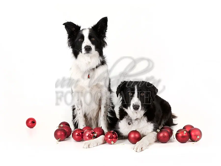 Twee honden tussen rode kerstballen