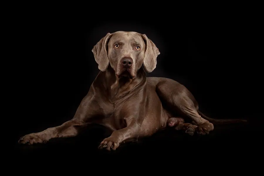 Hond liggend op een zwarte achtergrond