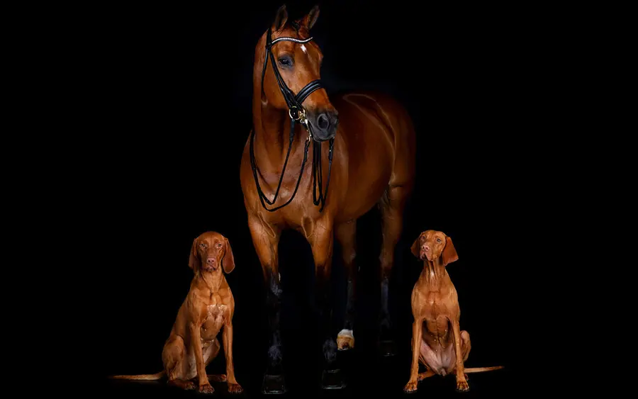 Paard met twee honden op een zwarte achtergrond