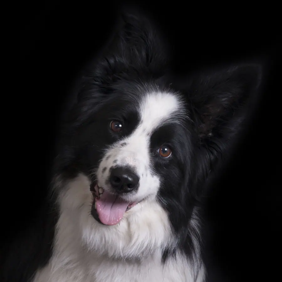 Zwart-witte hond in close-up