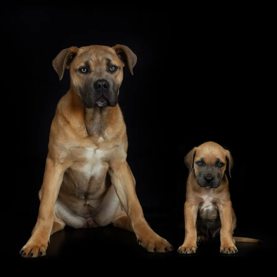 Grote hond met een pup